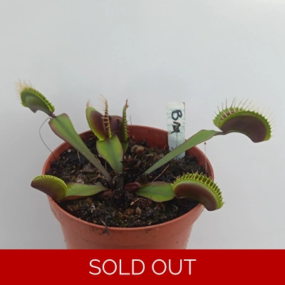 BIG MOUTH Dionaea muscipula